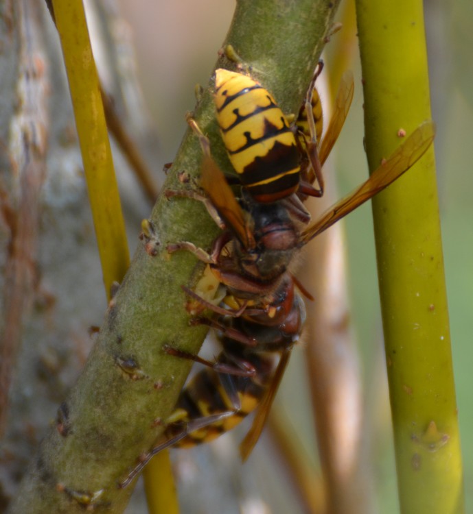 Vespa crabro su Salix viminalis